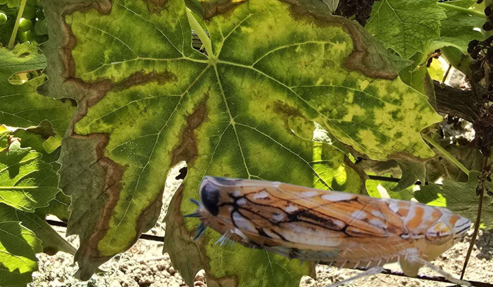 Zlaté žltnutie viniča 